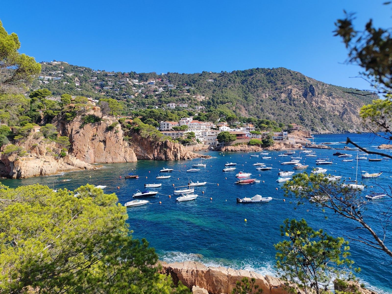 Pine fringed rocks around the turquoise Aiguablava cove below Cap de Begur