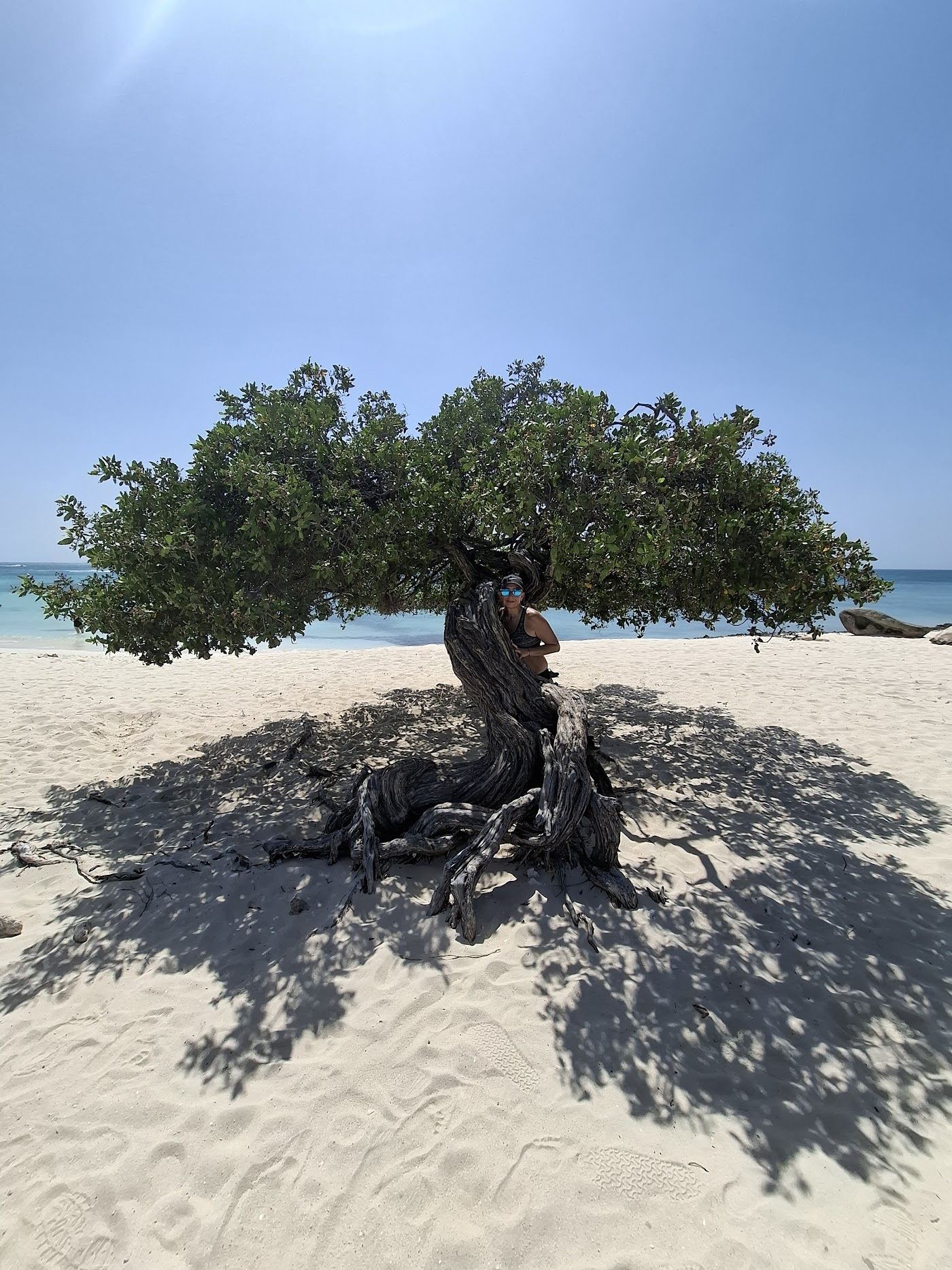 Wide white sand and the bent fofoti trees at Eagle Beach on the low rise coast of Aruba
