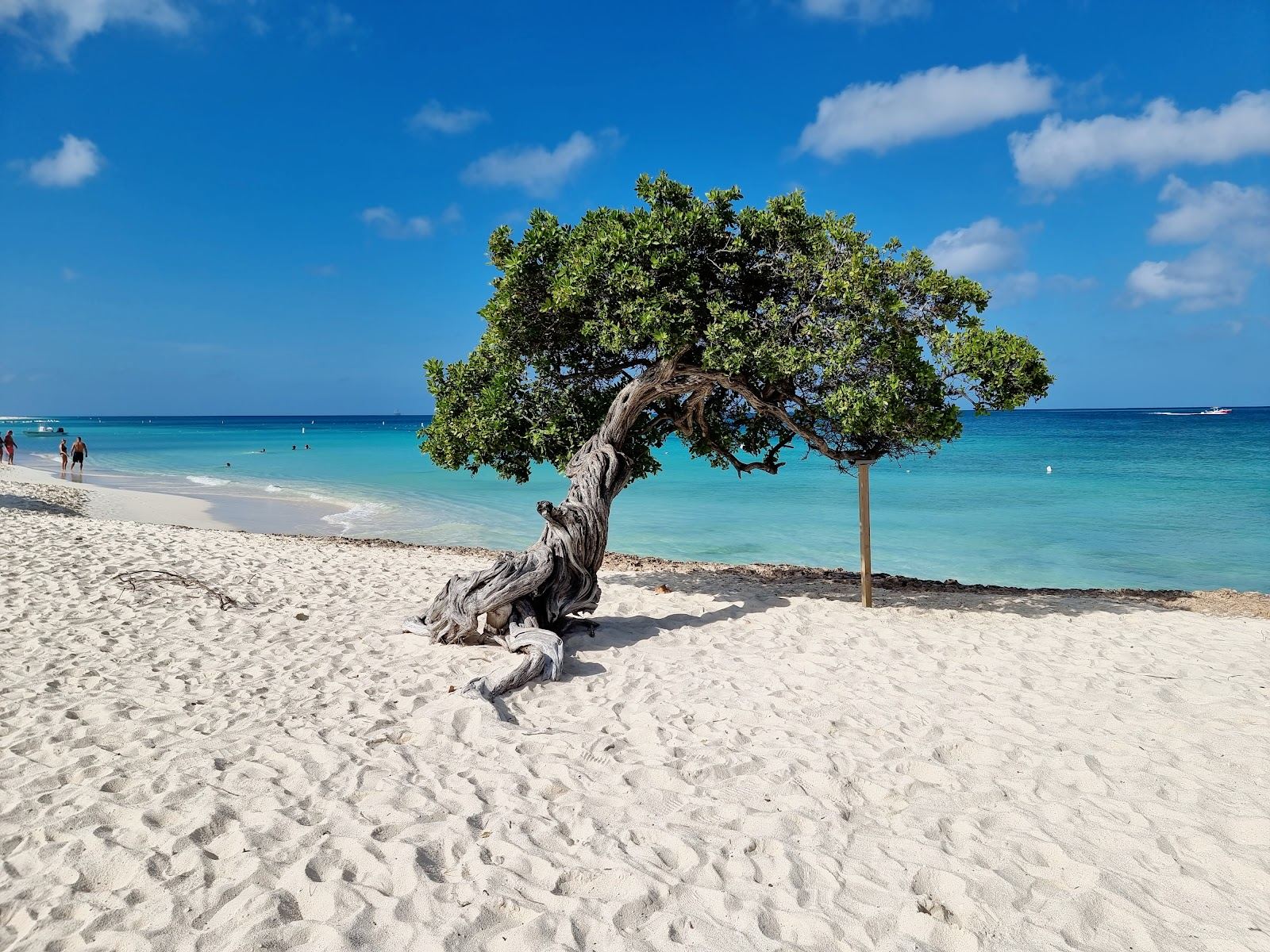 Wide white sand and turquoise water with the famous fofoti trees at Eagle Beach in Aruba