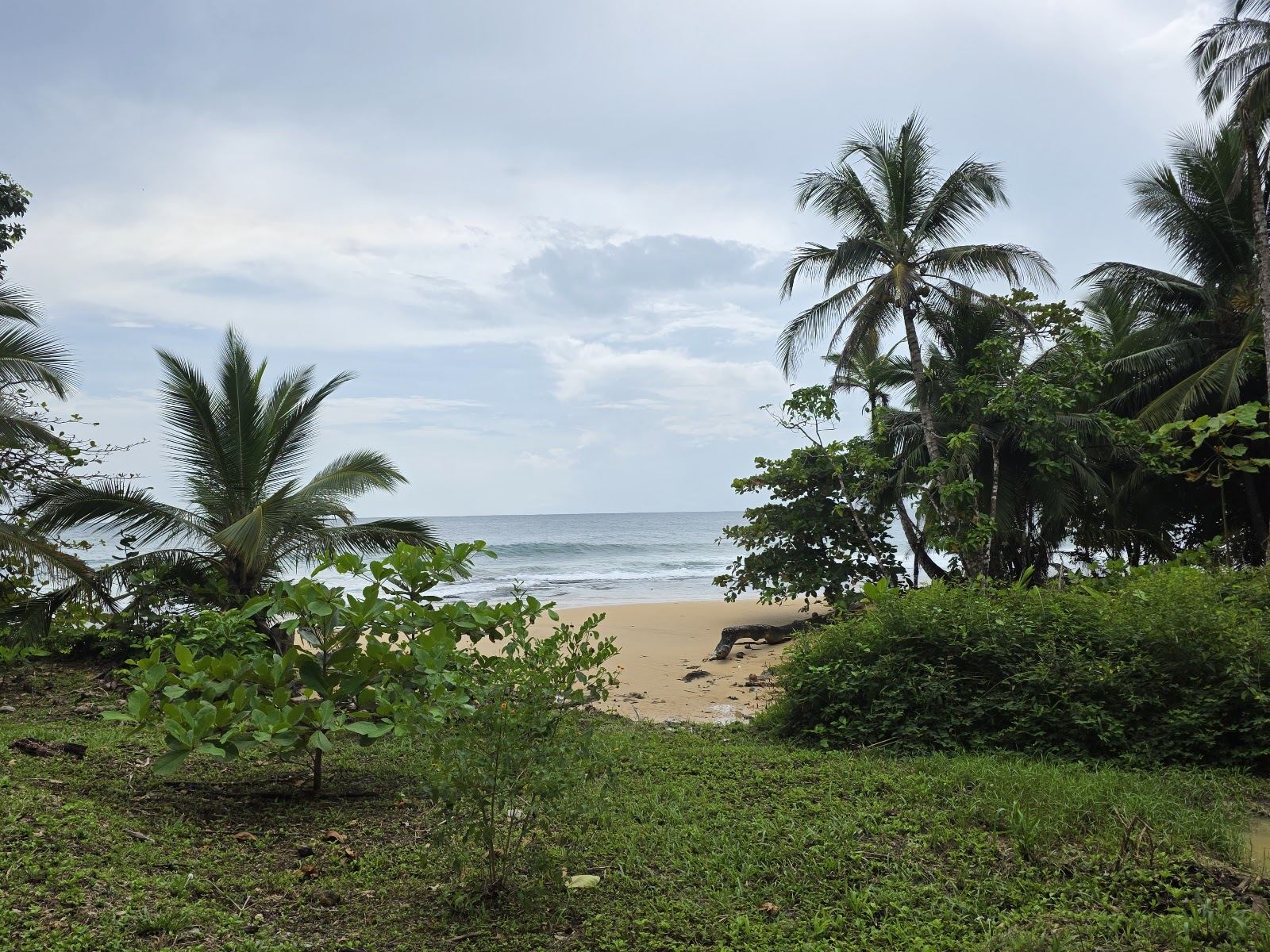 A wild three mile sweep of golden sand and powerful surf backed by jungle at Bluff Beach on Isla Colon