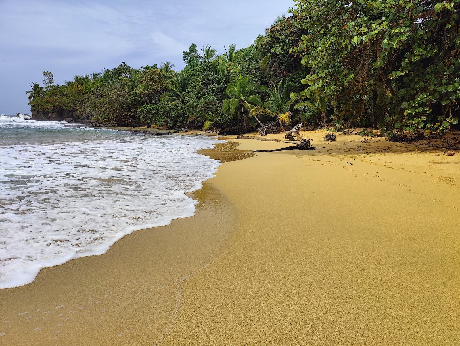 Surf rolling onto a wild Caribbean beach fringed with palms in Bocas del Toro Panama