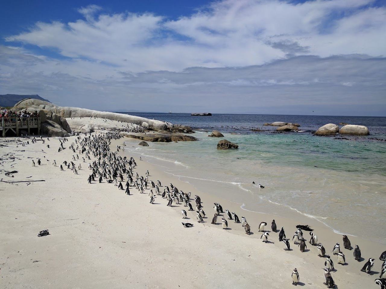 African penguins among the granite boulders of Boulders Beach near Muizenberg in Cape Town