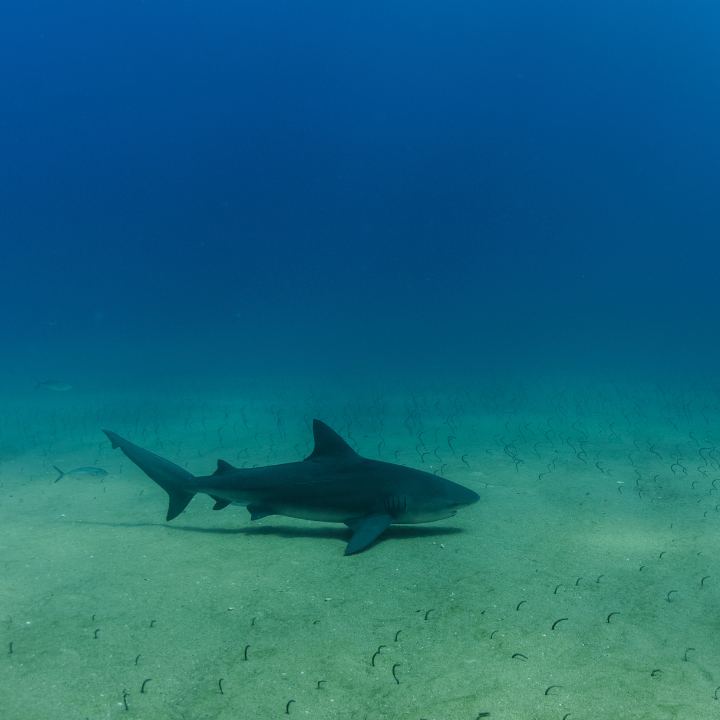 A shore snorkeler over the protected reef in the clear water of Cabo Pulmo marine park
