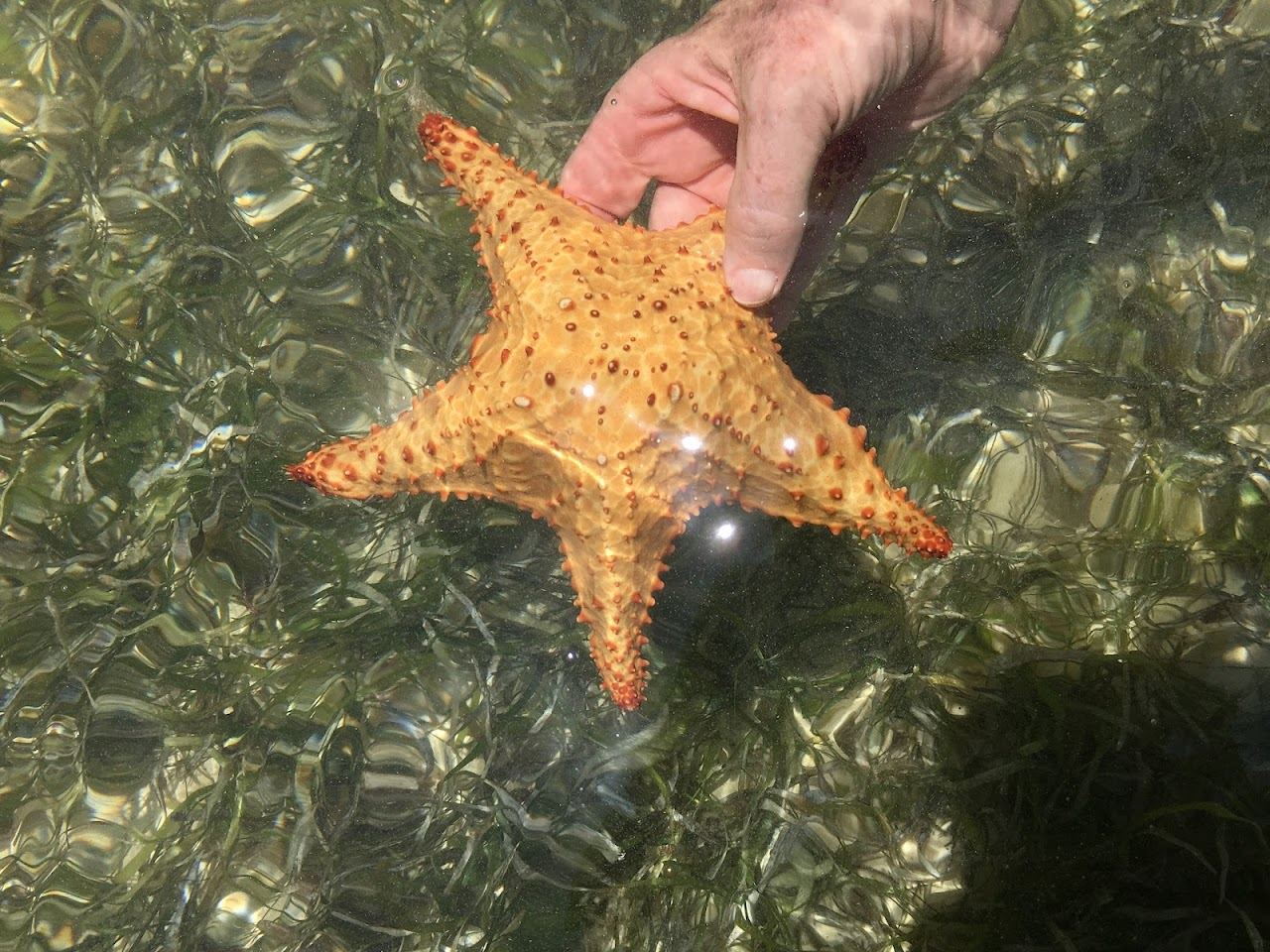Shallow clear water with orange cushion sea stars at Starfish Point on the north side of Grand Cayman