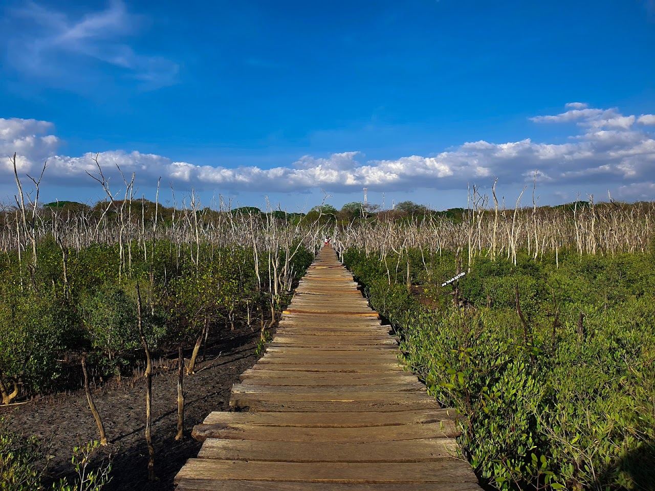 A long empty surf beach backed by mangroves and forest at Playa Avellanas in Guanacaste
