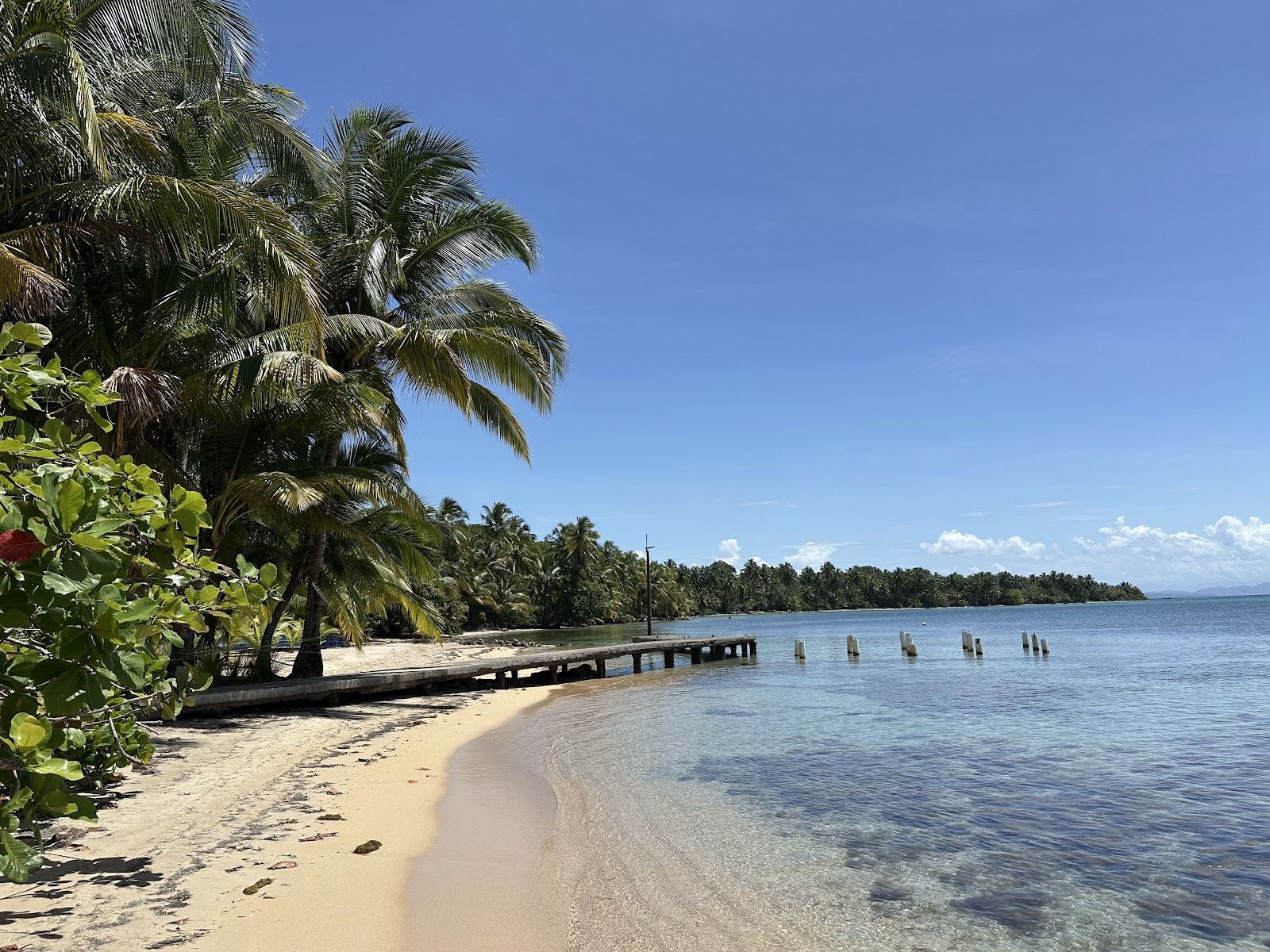 Palms and calm shallow Caribbean water along the shore at Boca del Drago on Isla Colon in Bocas del Toro