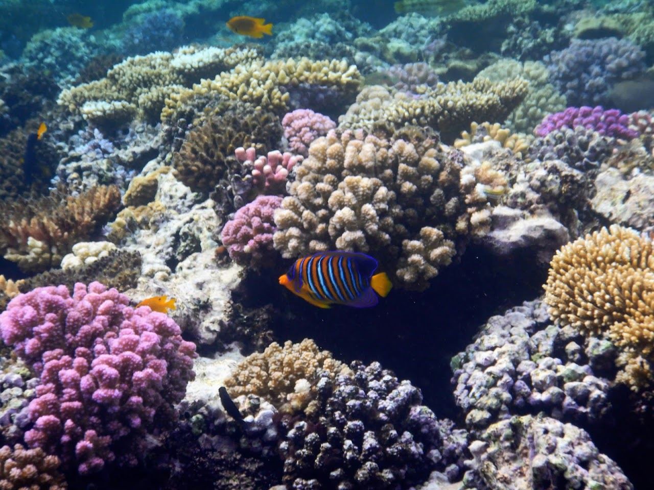 The protected sandy bay of Abu Dabbab near Marsa Alam
