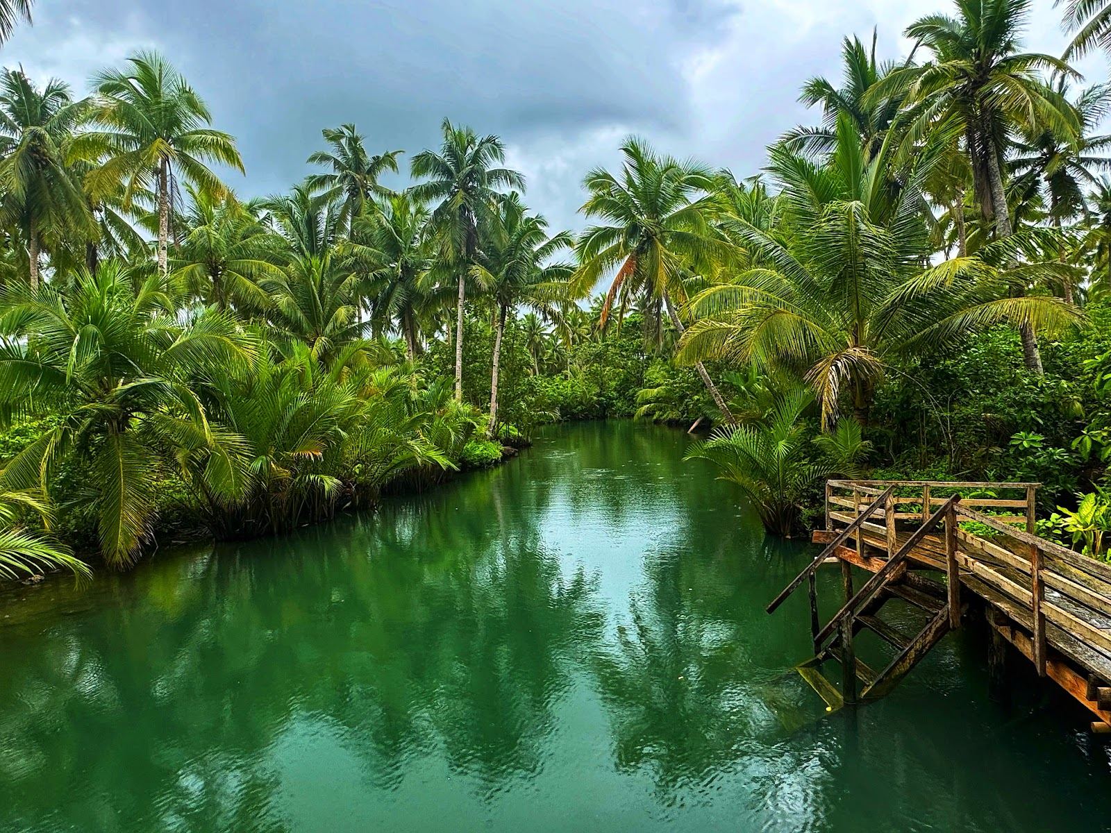 The bent coconut palm leaning low over the calm jade green Maasin River on Siargao with jungle on both banks