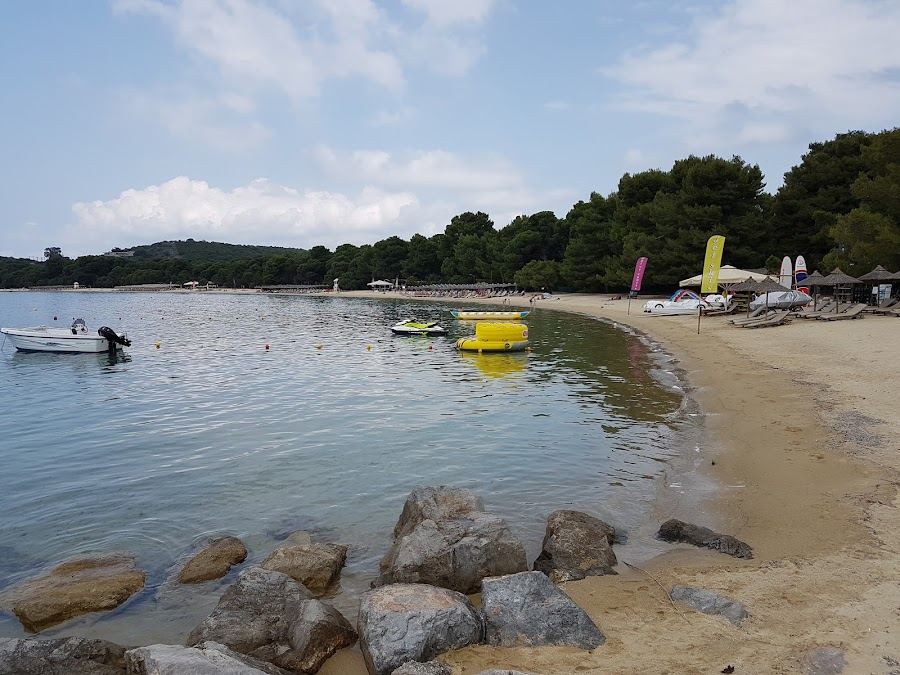 Pine trees meeting the sand at Koukounaries beach, one headland from Banana Beach on Skiathos