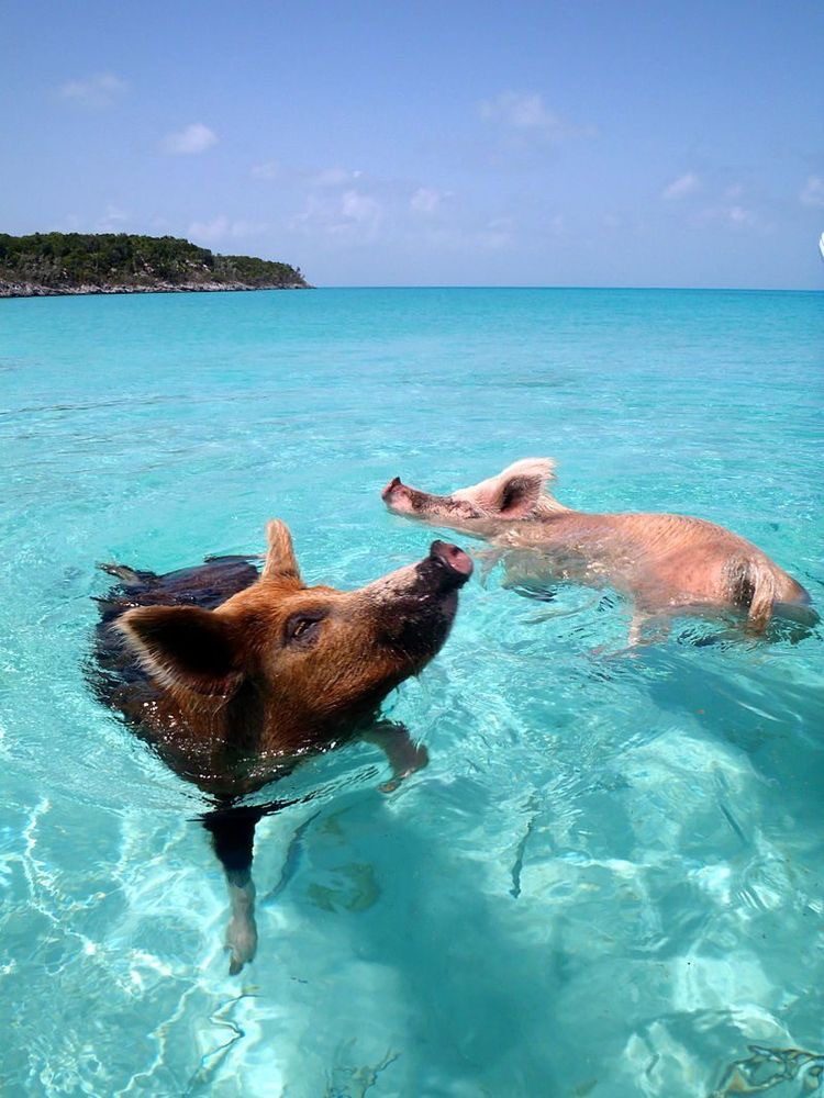 Swimming pigs wading in clear turquoise shallows off the beach at Big Major Cay in the Exumas Bahamas