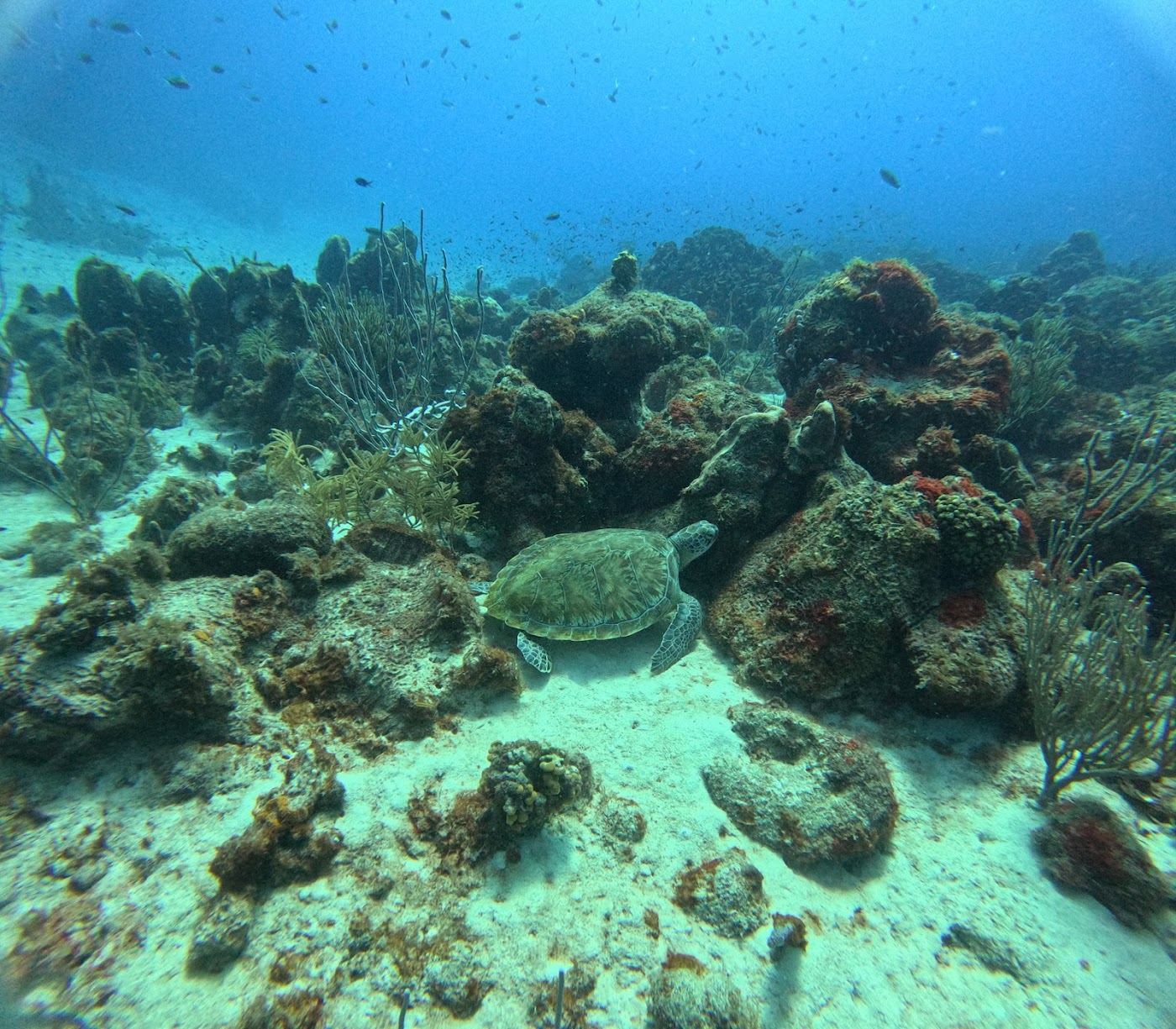 The double reef and clear water off the sand at Playa Porto Mari in Curacao