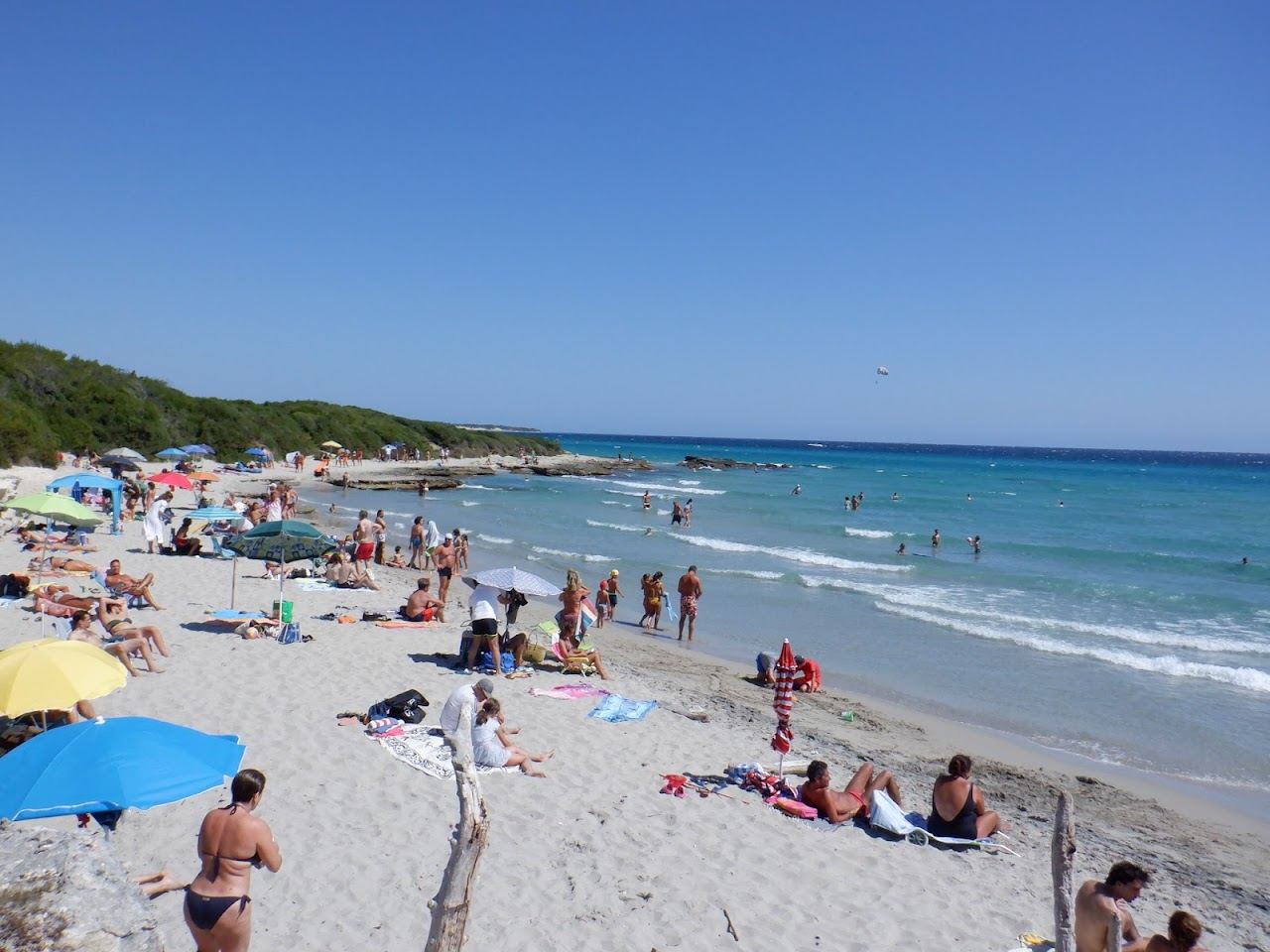 Fine white sand coves and clear blue water backed by pinewood at Baia dei Turchi north of Otranto in Puglia