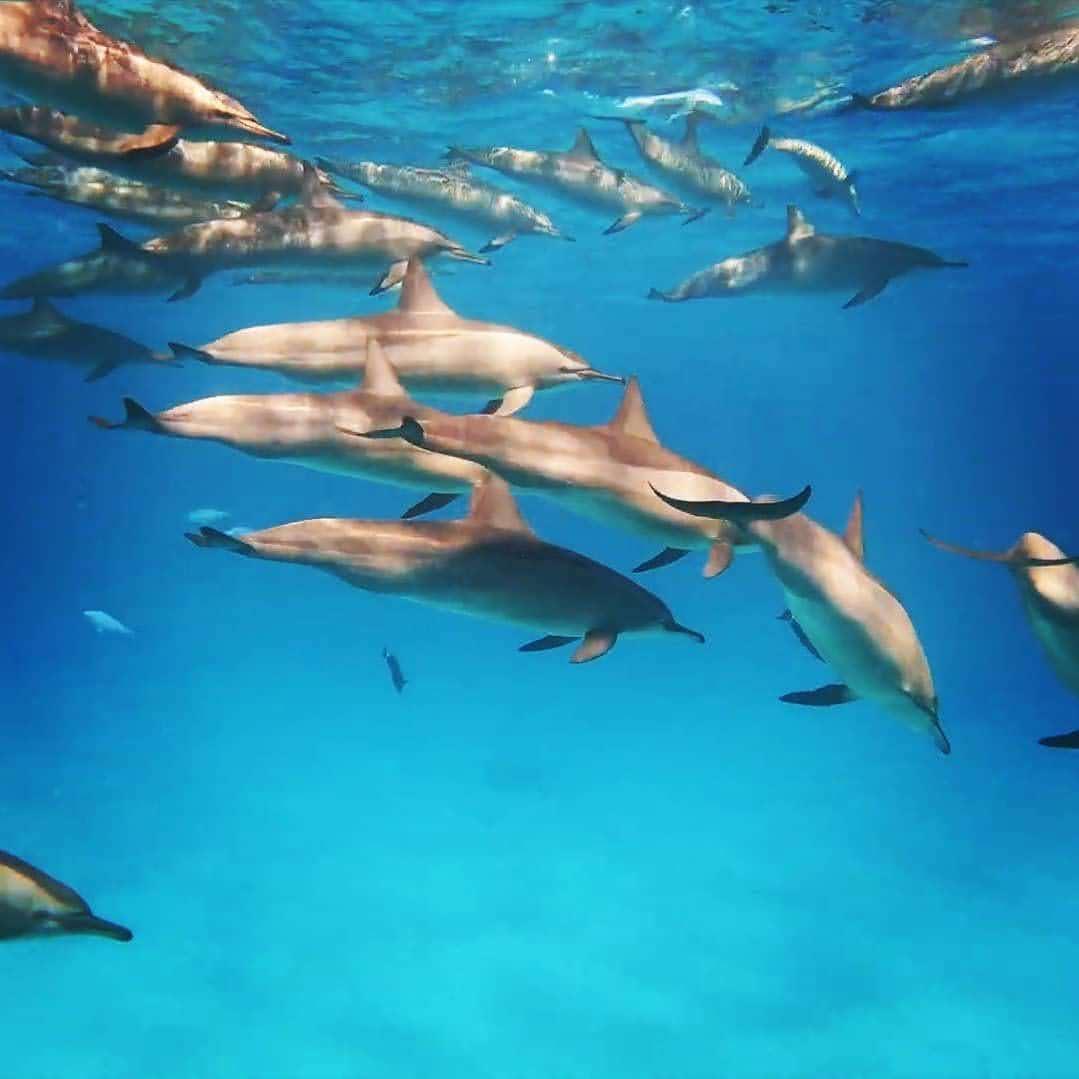 The horseshoe reef and clear turquoise lagoon of Ras Samadai, the Dolphin House, off Marsa Alam on the Red Sea in Egypt