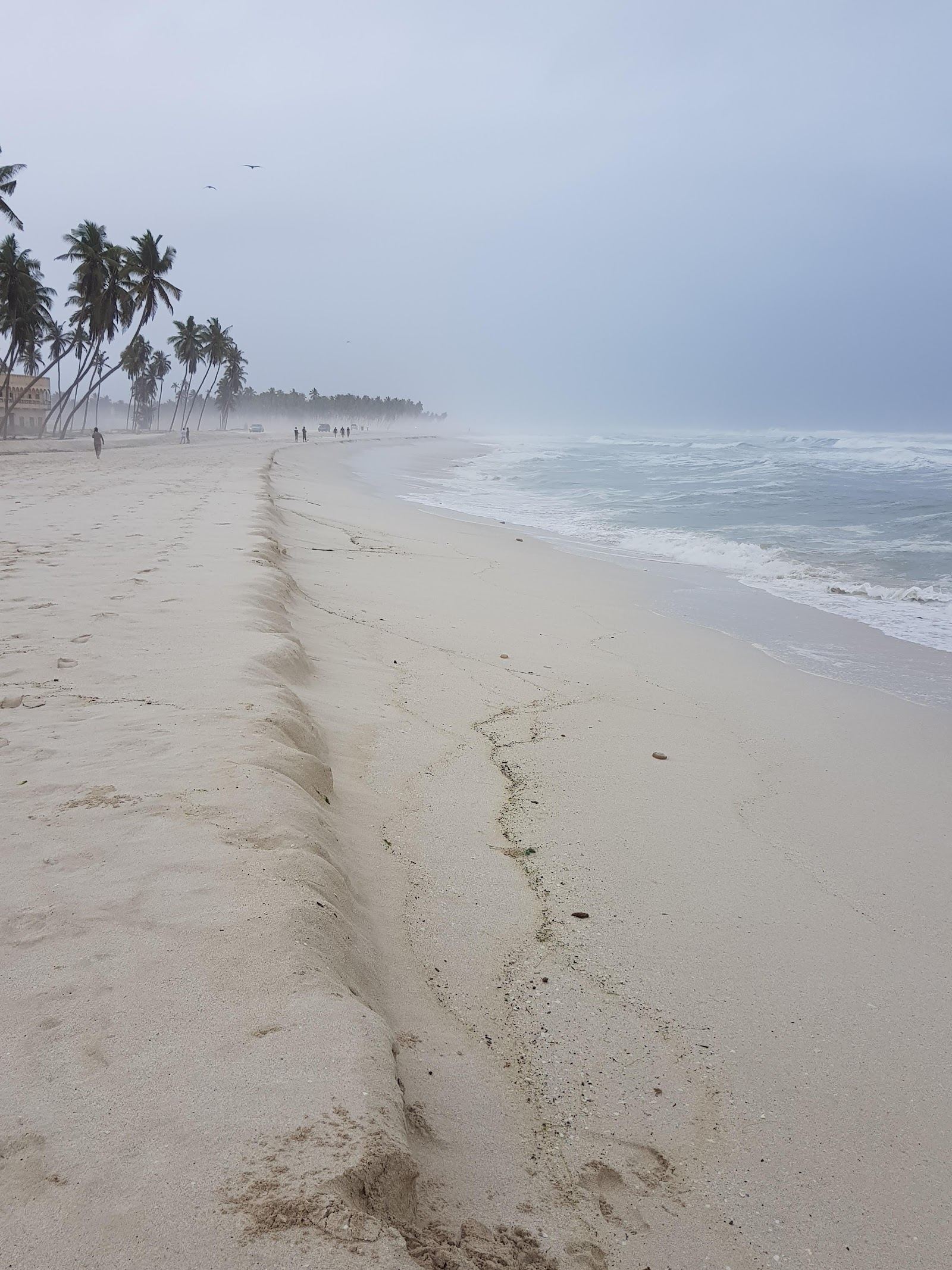 Calm sea and a coconut lined shore on a town bay near Salalah in Dhofar