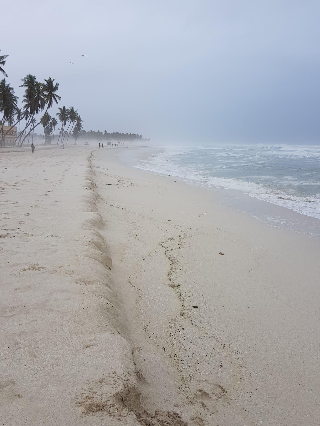 Palm lined coast and warm light over the Arabian Sea at Salalah in Oman