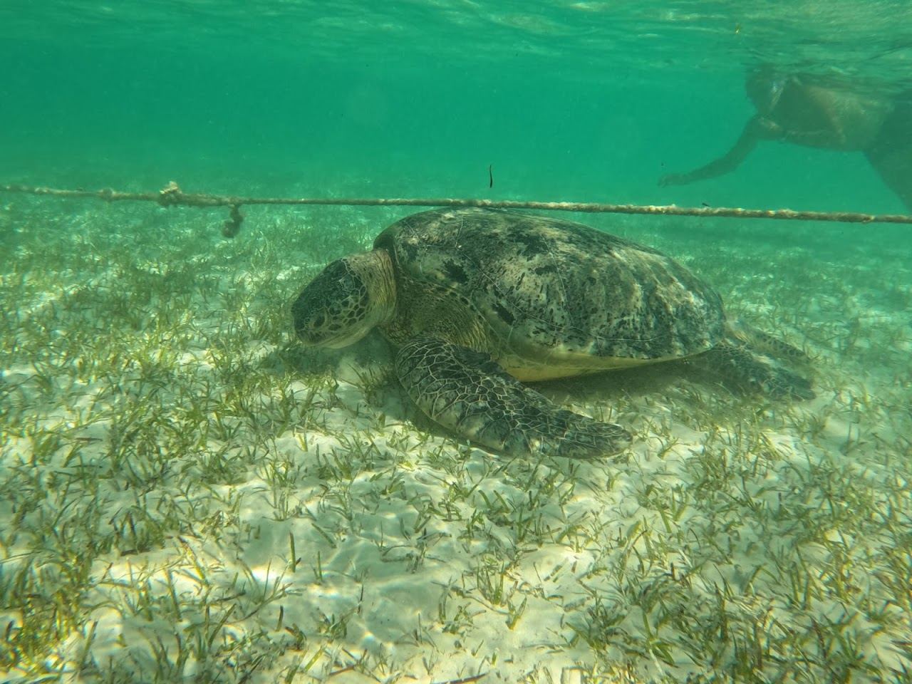 The seagrass bay and house reef of Marsa Alam on the Red Sea