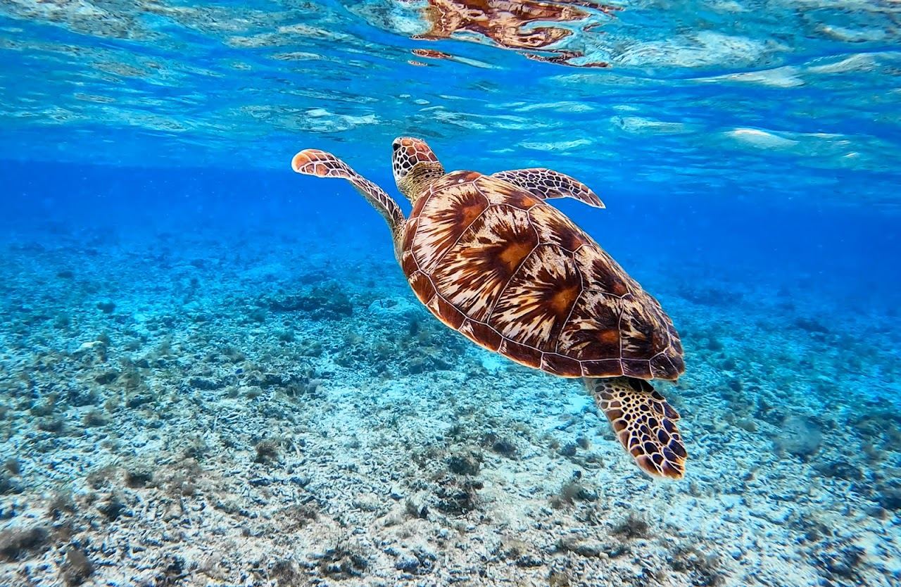 The turtle reef and clear water off the Gili Islands near Lombok