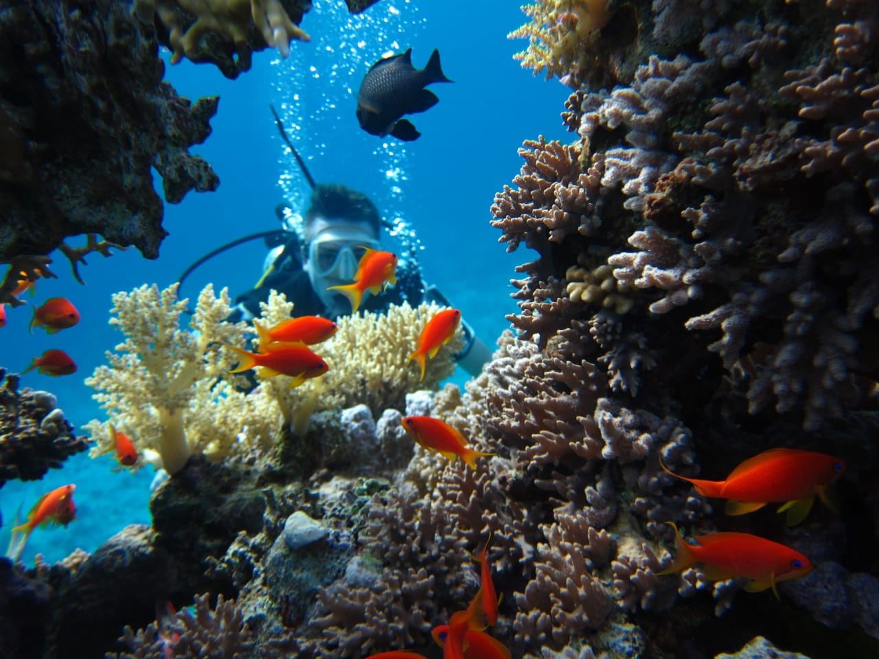 The reef wall and clear blue water at Ras Nasrani in Sharm El Sheikh on the Red Sea in Egypt