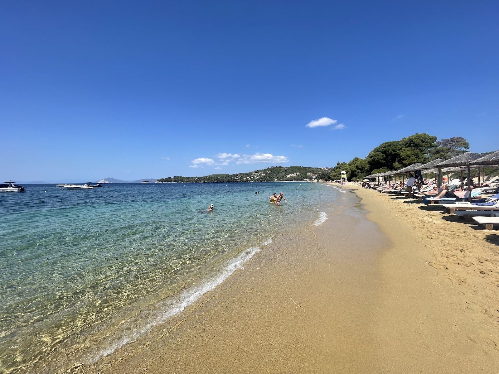 Pine backed beach and clear turquoise Aegean water on Skiathos in Greece