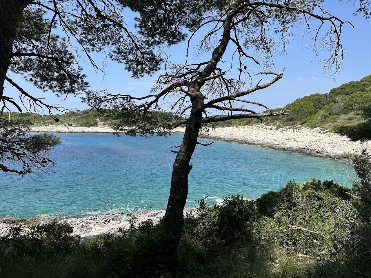 Pebble shore and pines around the clear water of Stipanska bay on Marinkovac island