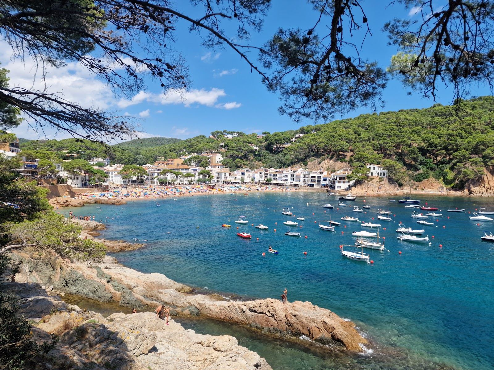 Clear shallow water and pine fringed shore at Tamariu near Palafrugell