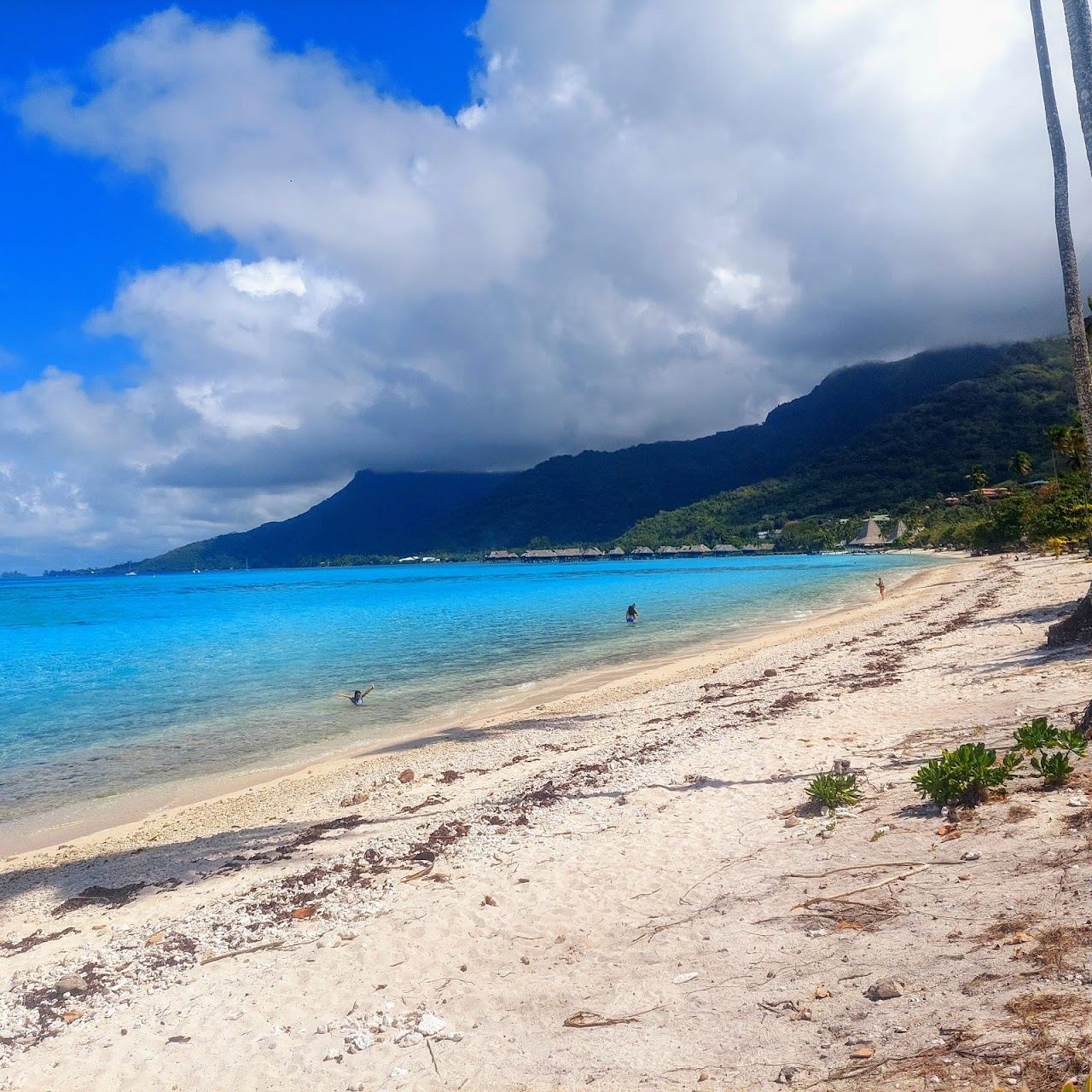 The clear reef sheltered lagoon and white sand of Temae public beach on Moorea