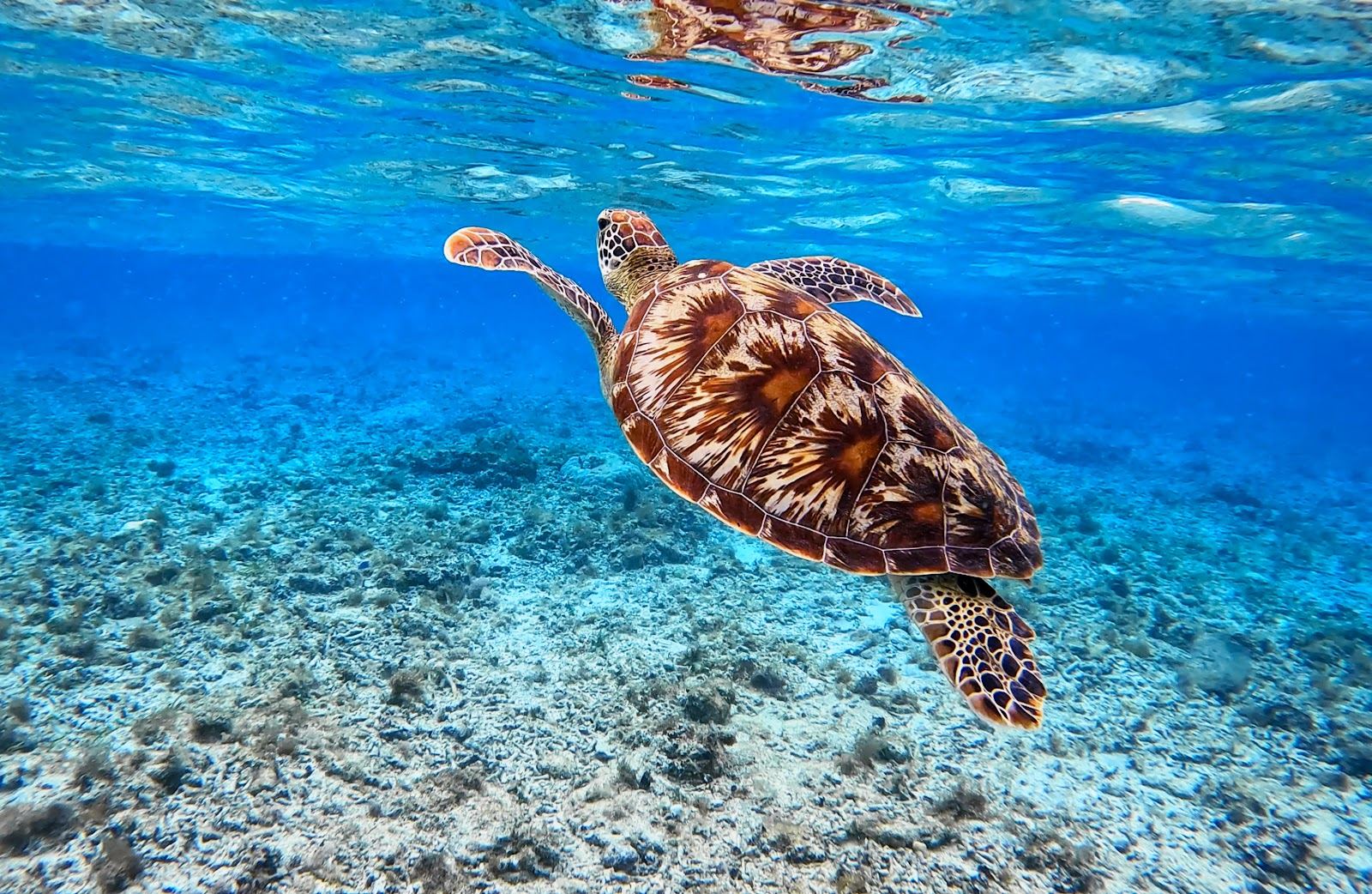 Calm shallow water at Turtle Point on Gili Trawangan