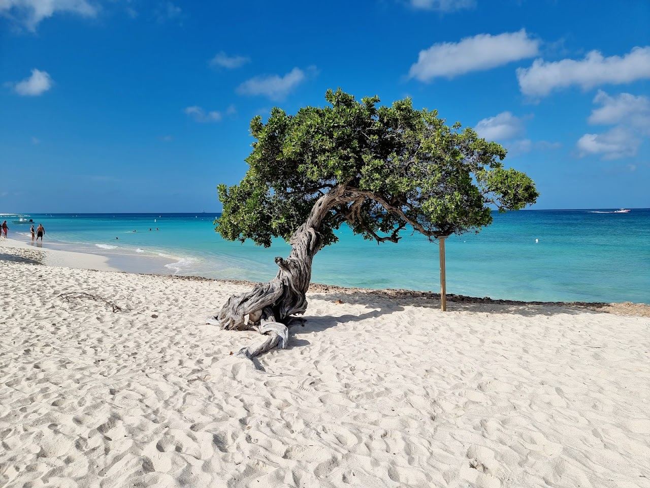 The wide white sand and calm water of Eagle Beach in Aruba